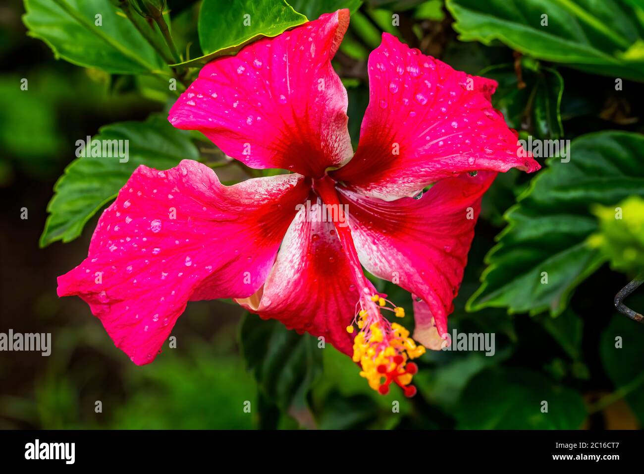 Catch My Breath Red Tropical Hibiscus Flowers Green Leaves Easter Island Chile.  Tropical hibiscus has many varieties. Stock Photo