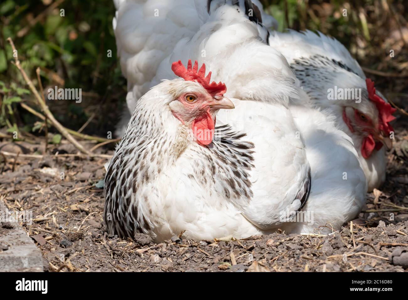 Light Sussex hens dust bathing. British Isles. Stock Photo
