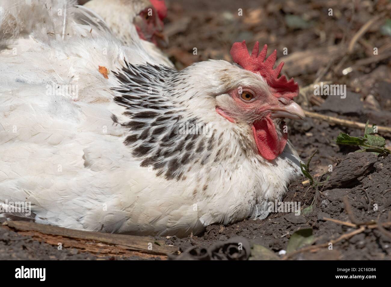 Light Sussex hens dust bathing. British Isles. Stock Photo