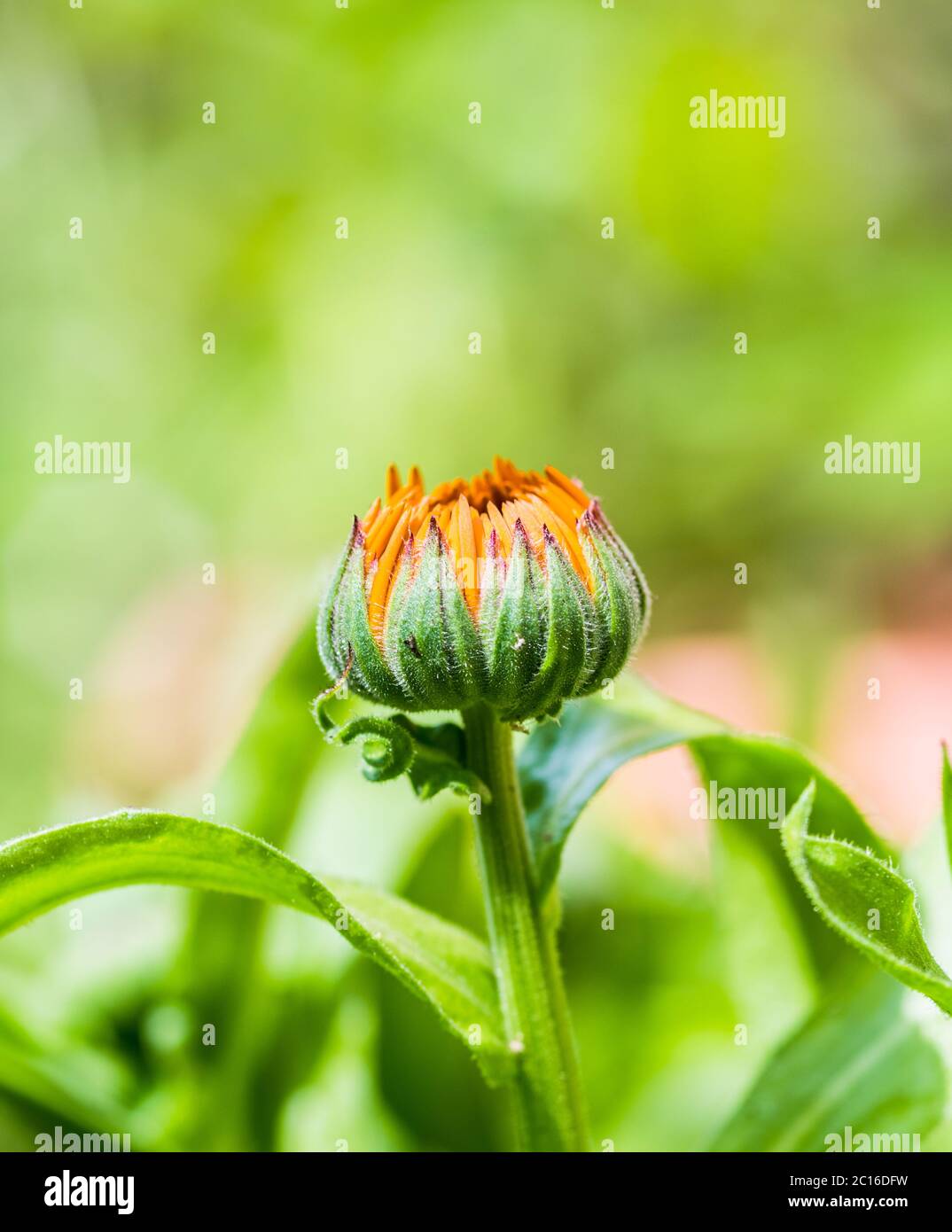 calendula officinalis Or pot marigold or common marigold flower bud ...