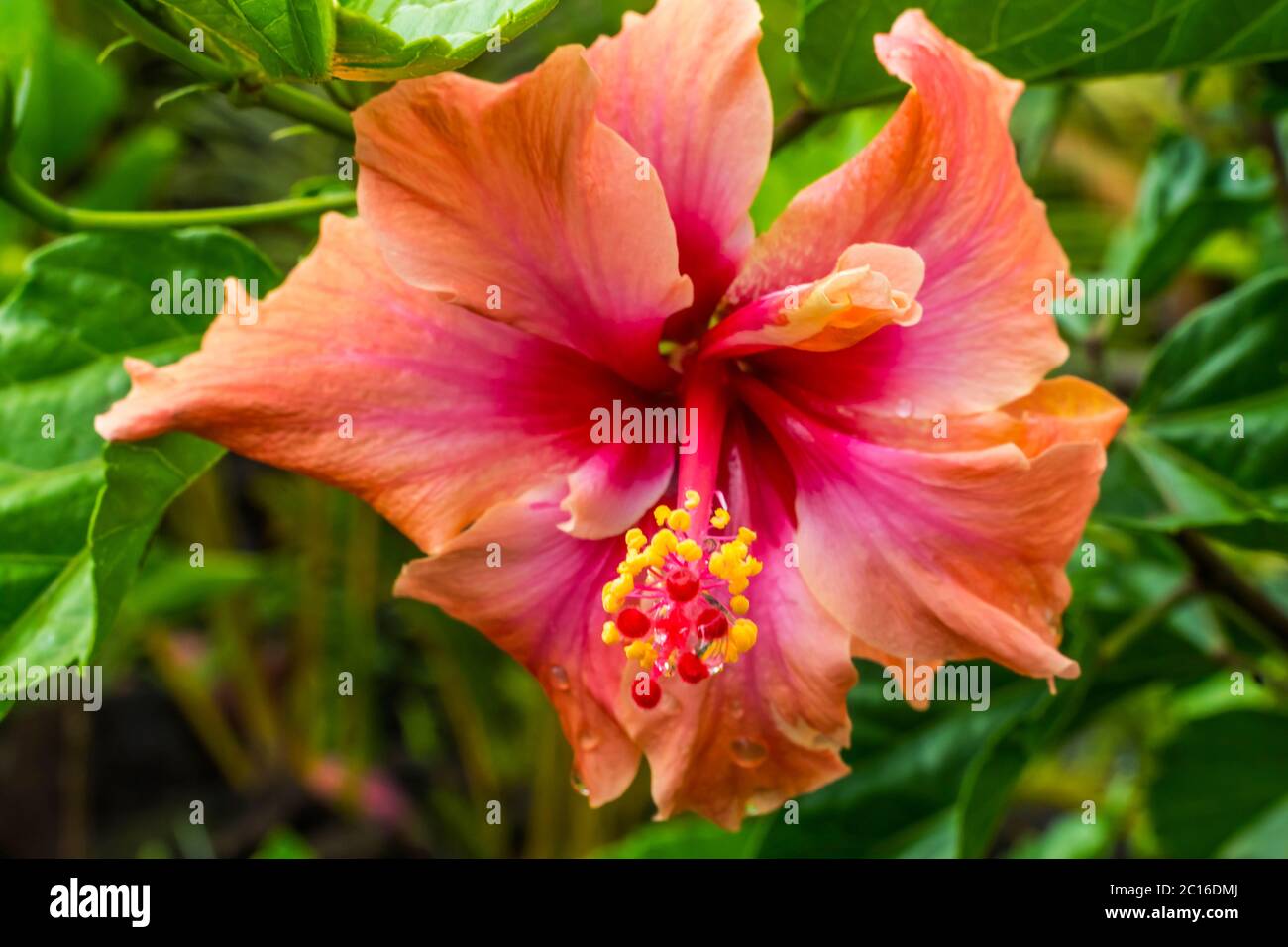 Orange Pink Tropical Double Hibiscus Flower Green Leaves Easter Island Chile Tropical Hibiscus Has Many Varieties Stock Photo Alamy