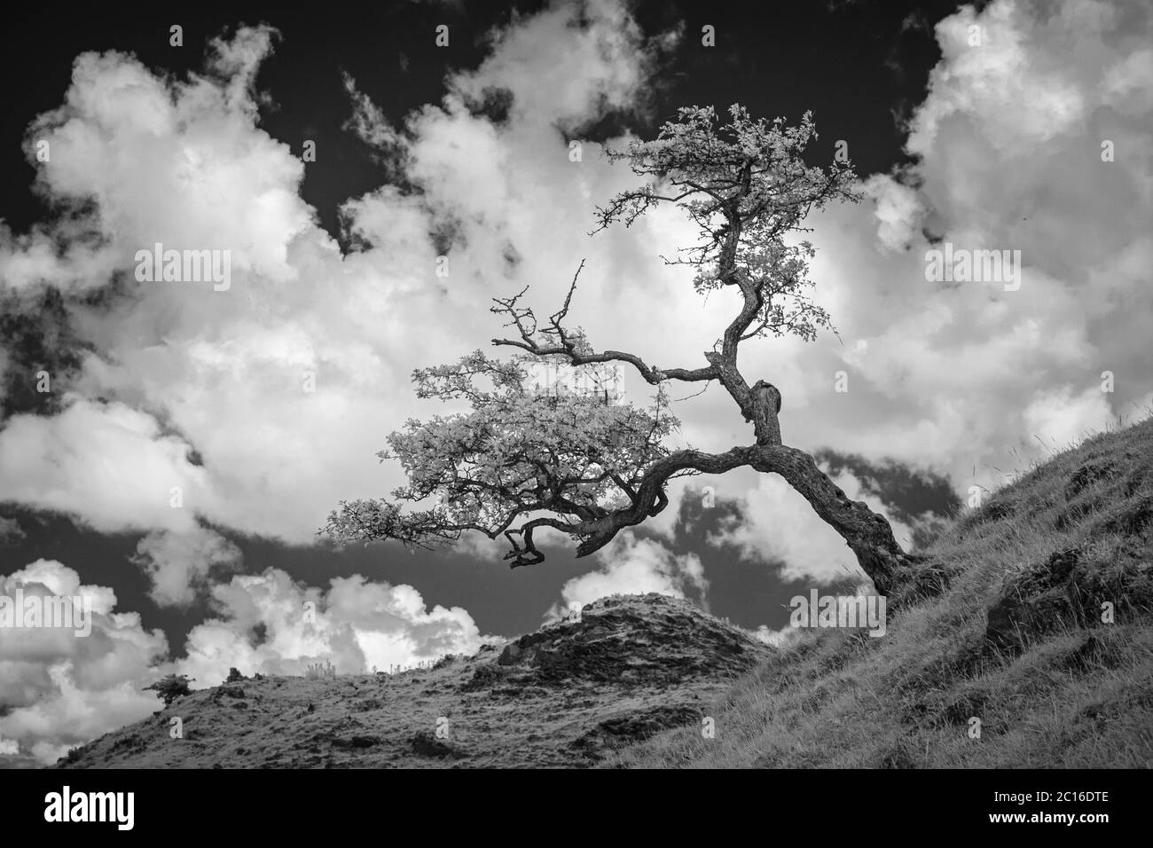 Infra red image of a thorn tree Stock Photo