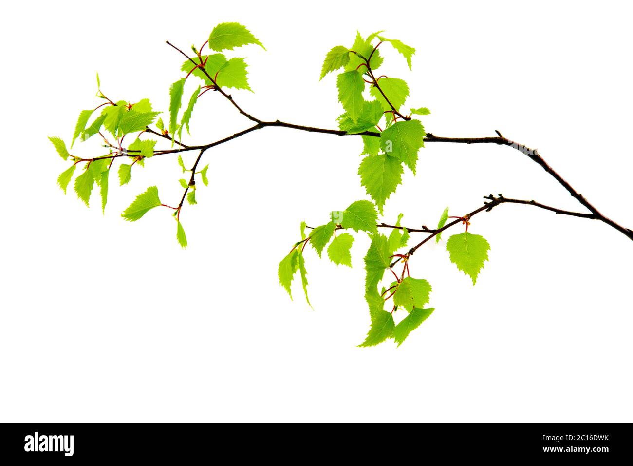 Birch leaves isolated on the white background Stock Photo - Alamy