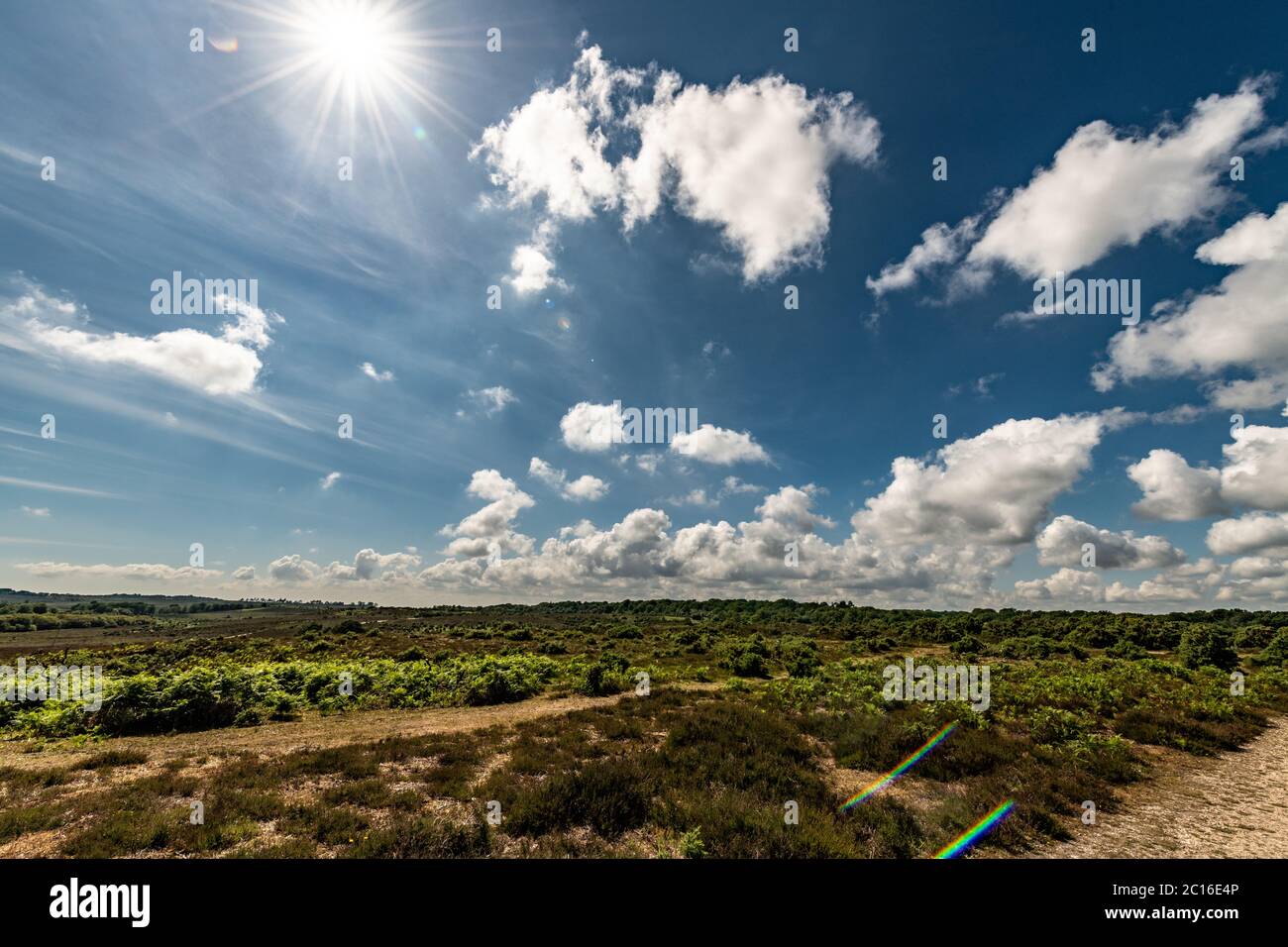 Burley, UK. Sunday 14 June 2020. The sun is out over the New Forest in Hampshire. Credit: Thomas Faull/Alamy Live News Stock Photo