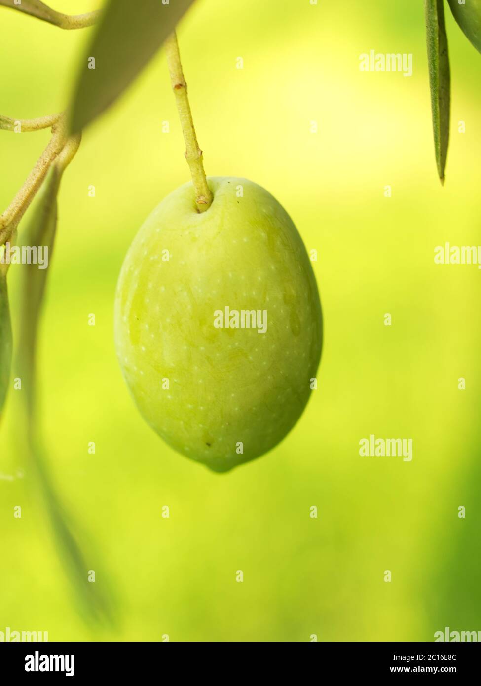 Olive fruit hires stock photography and images Alamy