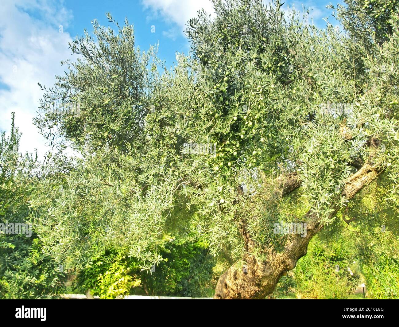 Ancient olive tree growing in Greece Stock Photo Alamy