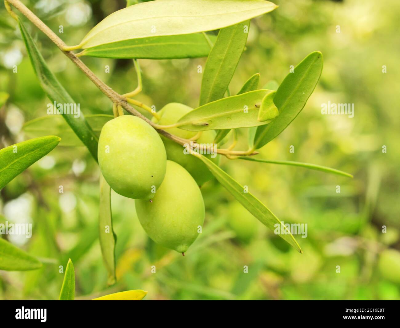 Olive fruit tree with olives Stock Photo Alamy