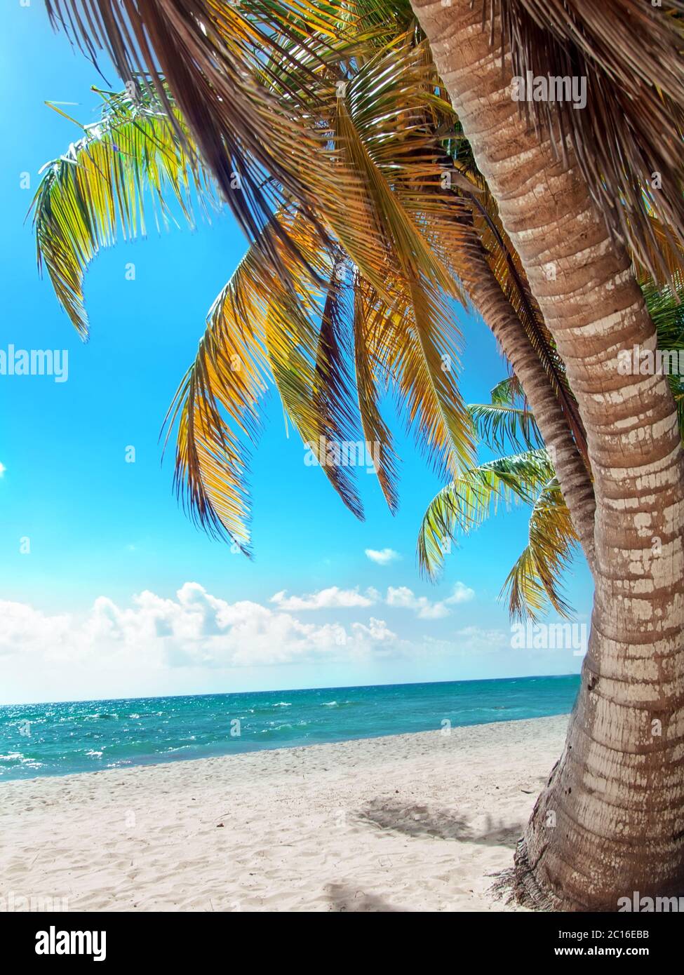 tropical beach in Dominican republic. Saona Stock Photo