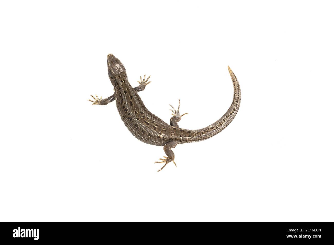 Lizard (Lacerta agilis) on a white background Stock Photo