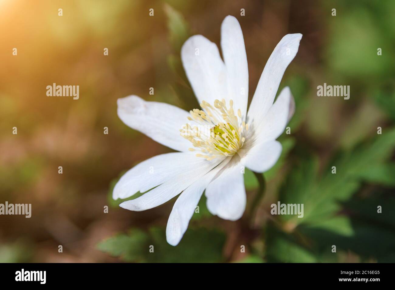 closeup white flower Anemone nemorosa in forest on sunny spring day Stock Photo