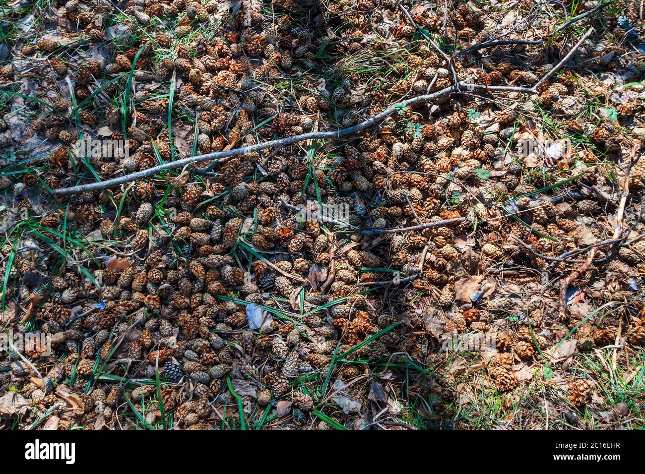 Coniferous forest floor hi-res stock photography and images - Alamy
