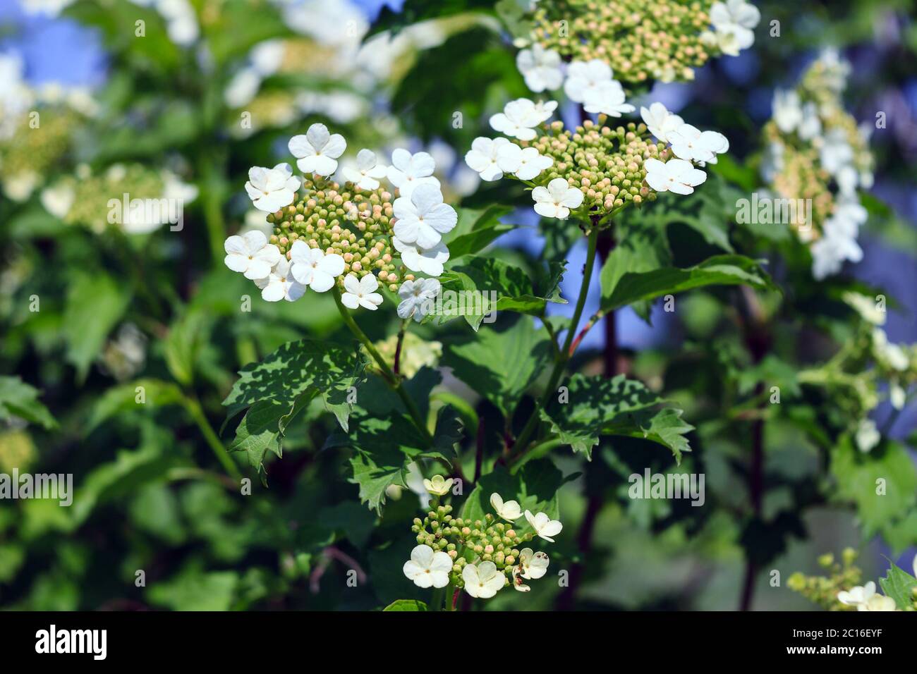 white hydrangea flowers and buds on a green background on a sunny ...