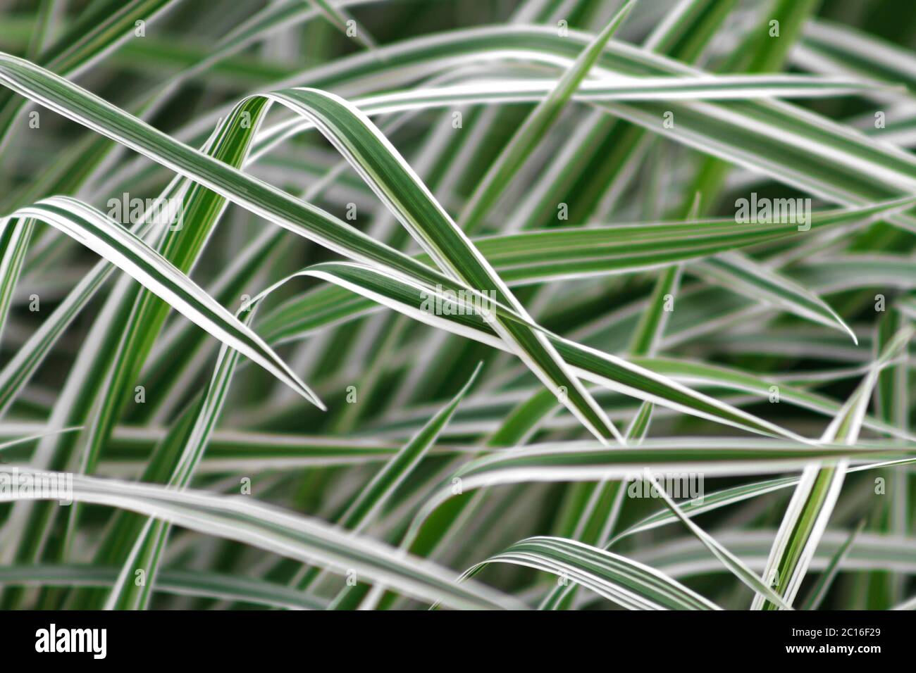 striped white and green color grass, defocused background of Phalaris leaves Stock Photo