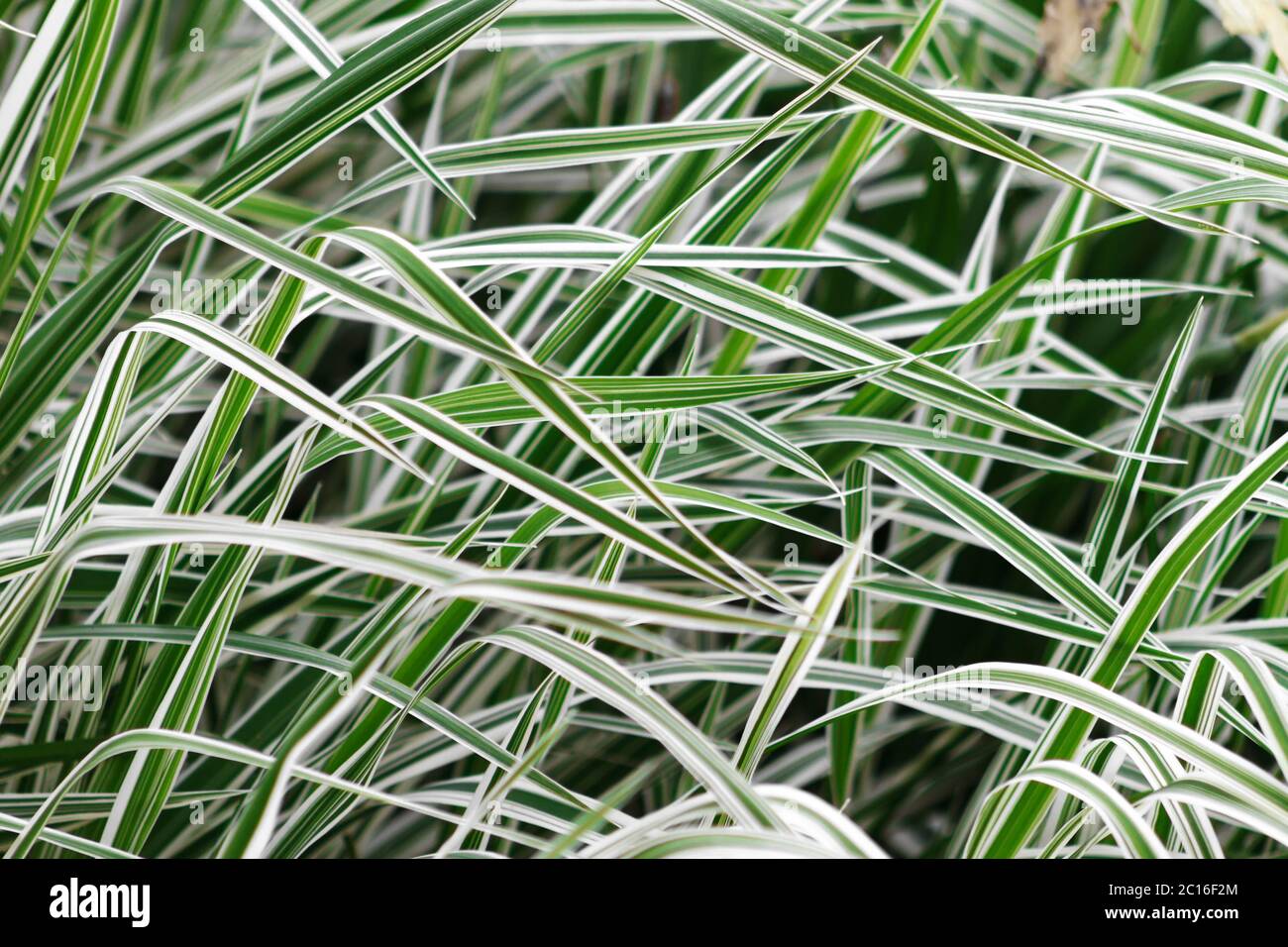 defocused background of Phalaris leaves, striped white and green color grass Stock Photo