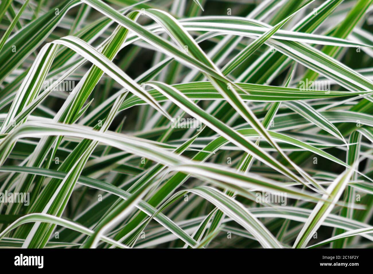 defocused background of Phalaris leaves, stripy white and green color grass Stock Photo