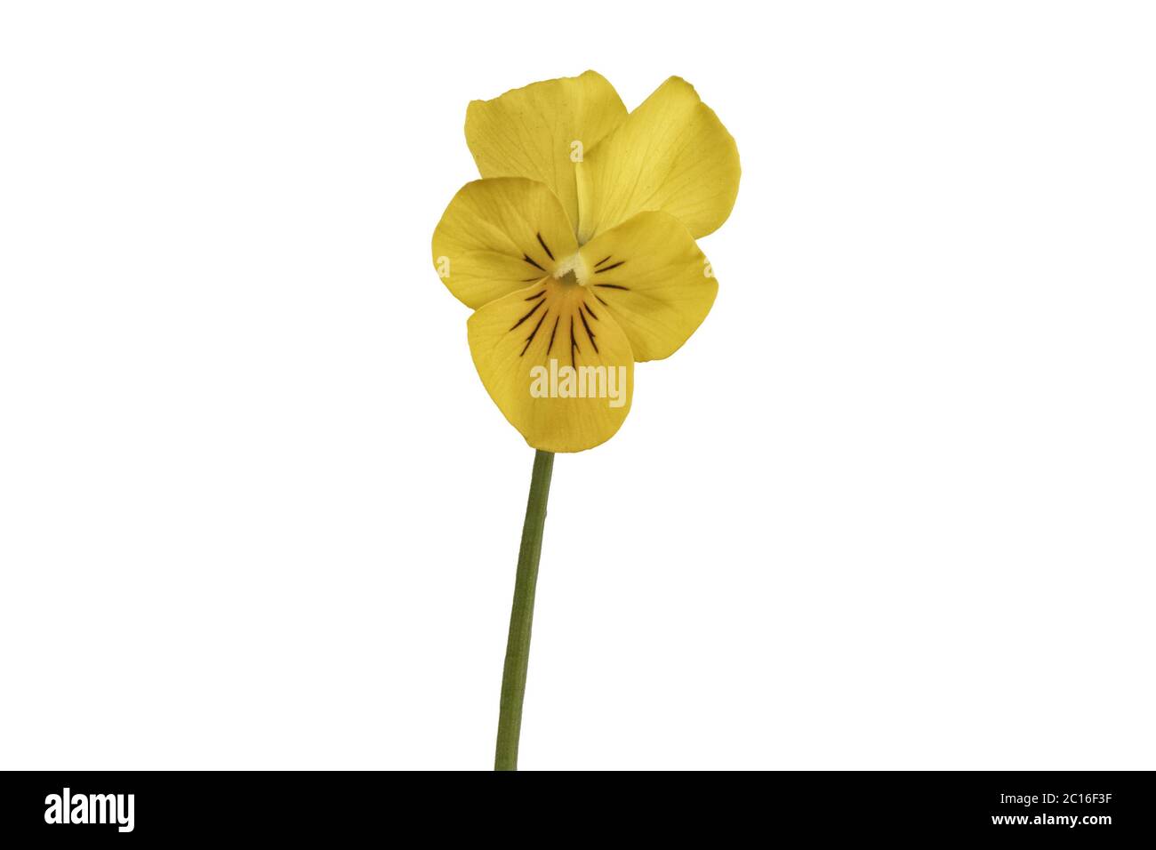 Yellow pansy flower on a white background Stock Photo