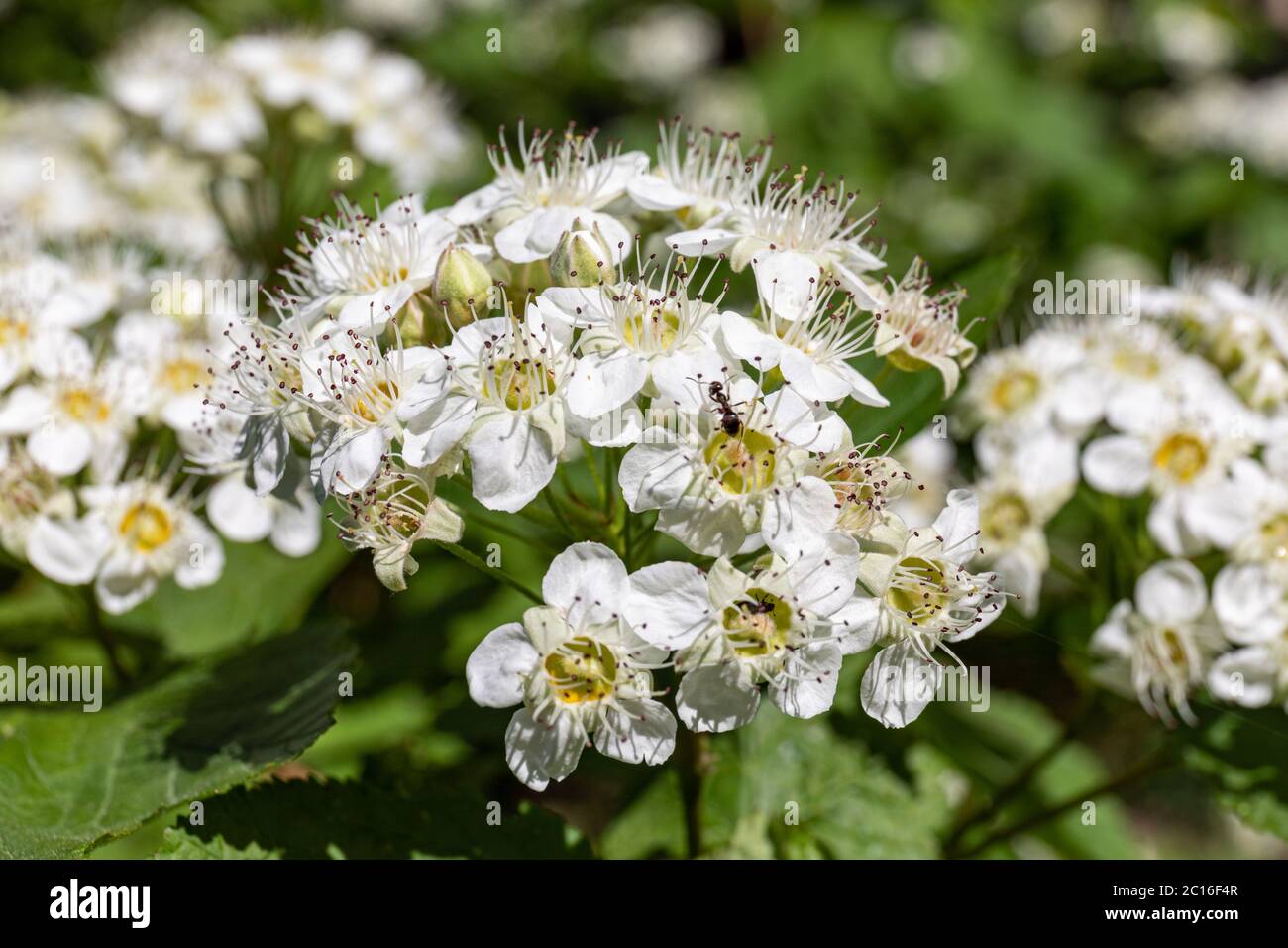 Cluster of small white flowers. Physocarpus amurensis, also known as Asian ninebark. Stock Photo
