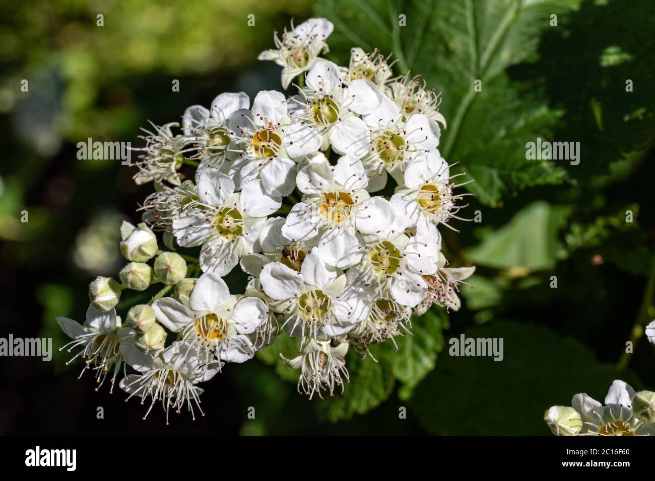 White flowers of Physocarpus amurensis also known as Asian ninebark Stock Photo