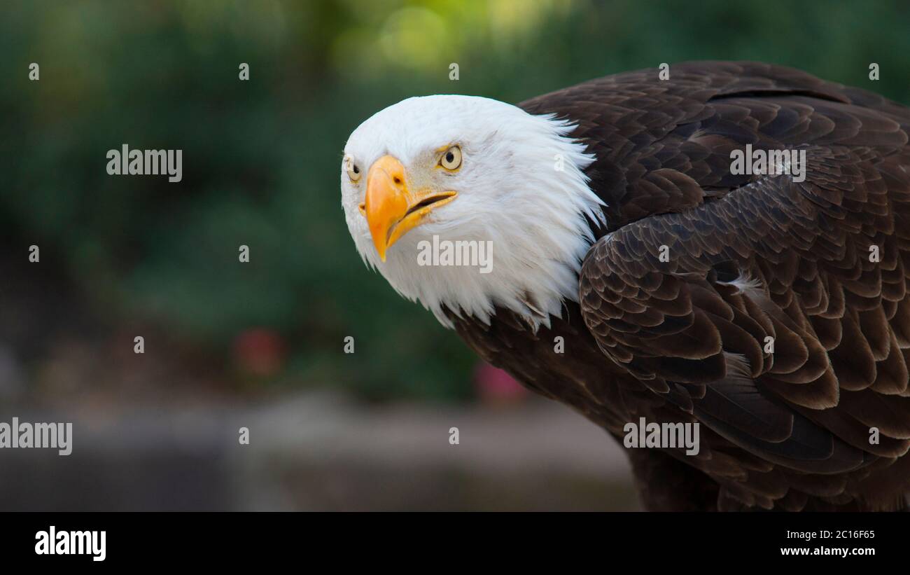 Approach to the head of an Bald Eagle seen from the side facing the camera with the background of unfocused trees. Scientific name: Haliaeetus leucoce Stock Photo