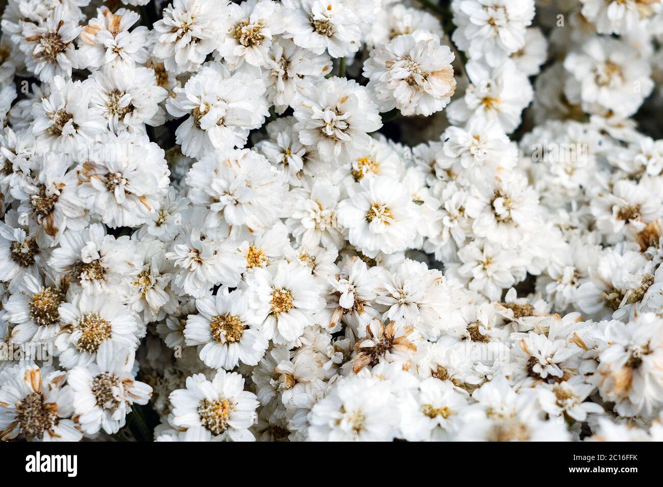 white flowers background, latin name is Achillea Ptarmica The Pearl, selective focus Stock Photo