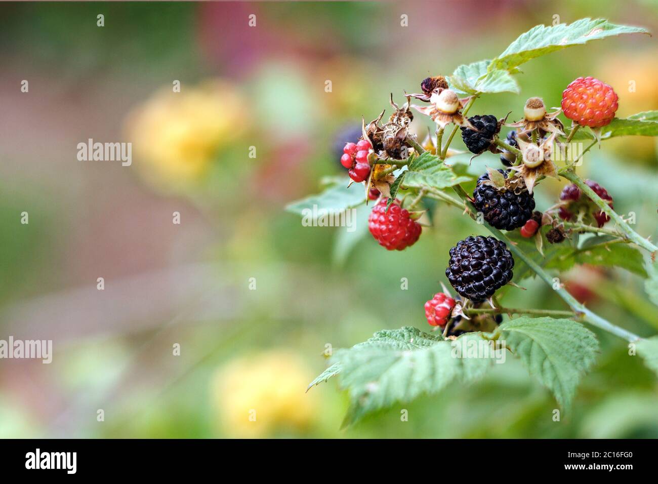 branch of blackberry with red and black berries, green leaves in the garden, copy space Stock Photo