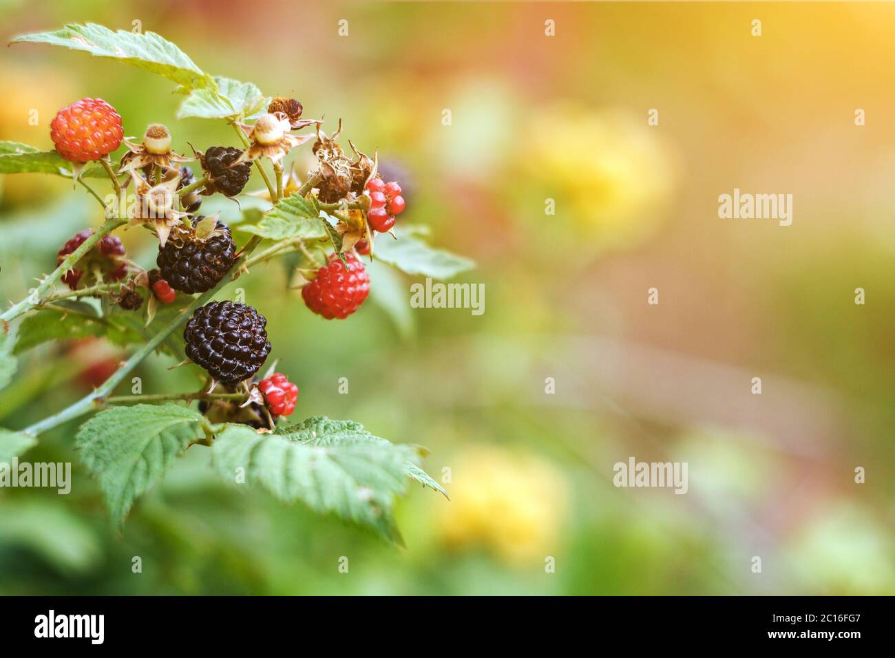 Blackberry branch with red and black berries, green leaves in the sunlight, copy space Stock Photo