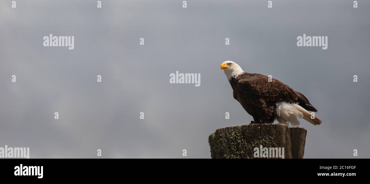 Bald Eagle side view standing on the trunk of a tree with cloudy sky