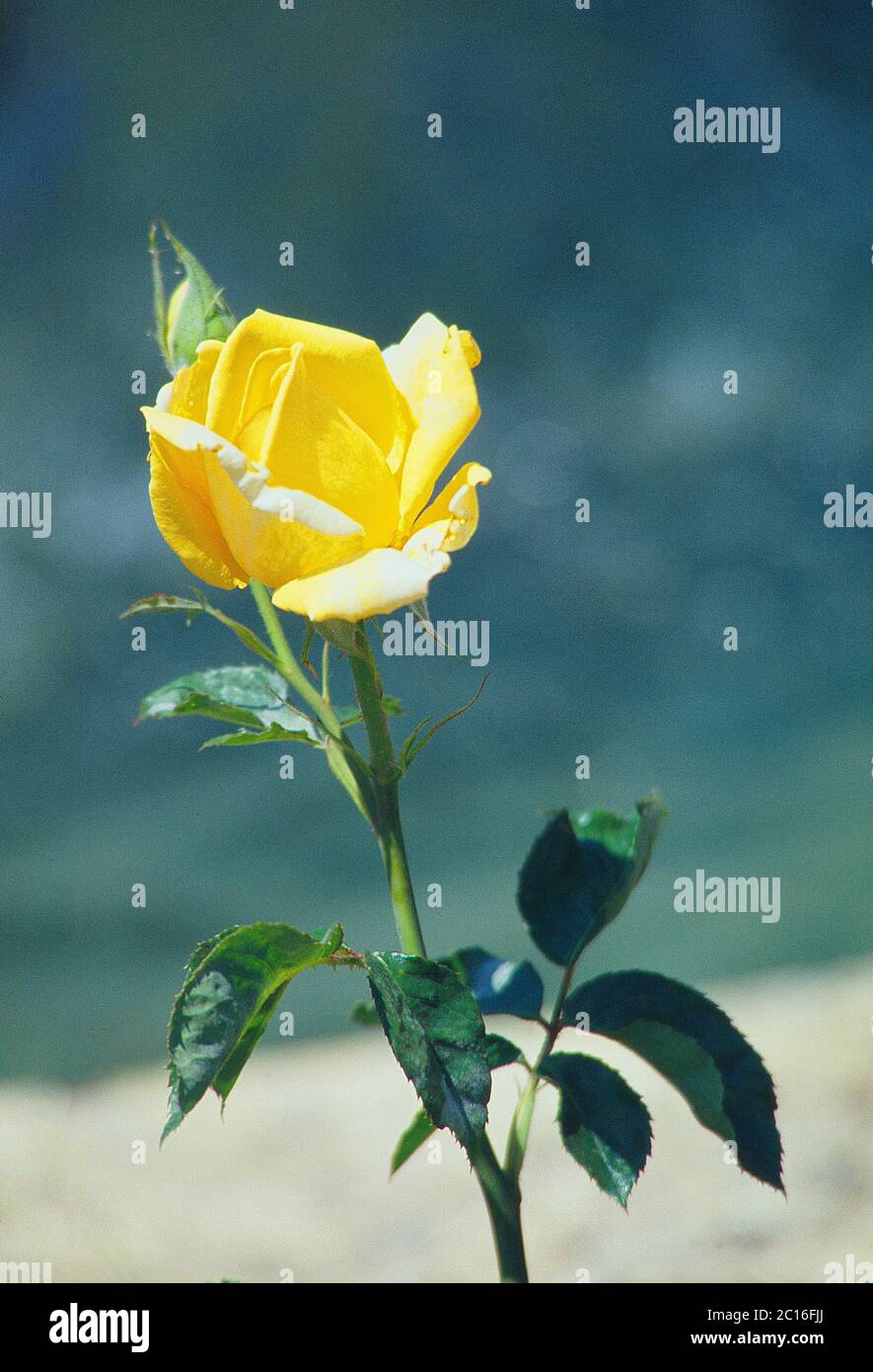 Yellow rose bud. Stock Photo