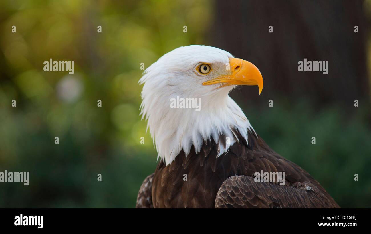 Approach to the head of an Bald Eagle seen from the front looking to