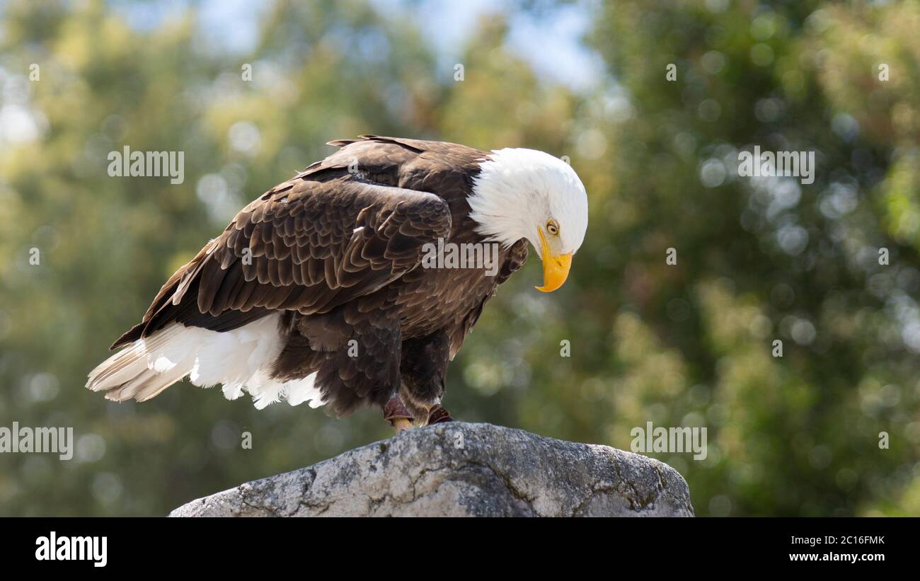Bald Eagle standing on the edge of a stone wall looking down with a