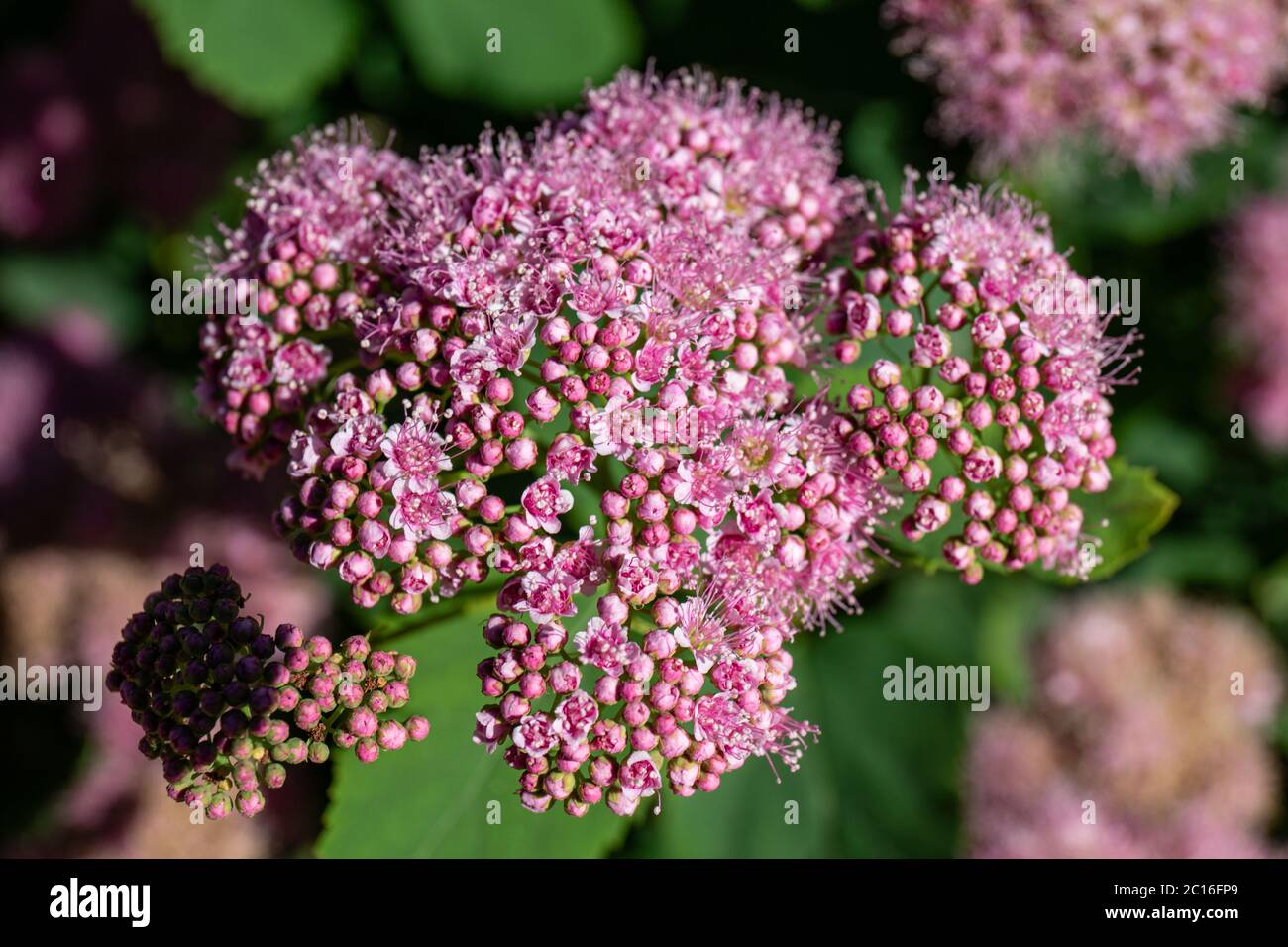 Small pink flowers of beauverd spirea (Spiraea stevenii) clustered in inflorescences Stock Photo