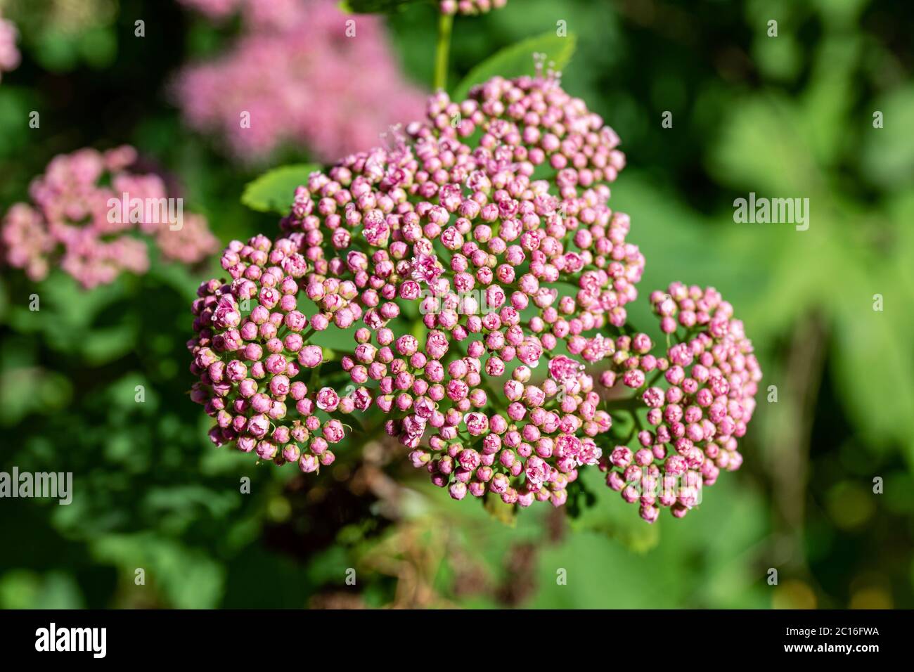 Small pink buds of beauverd spirea (Spiraea stevenii) Stock Photo