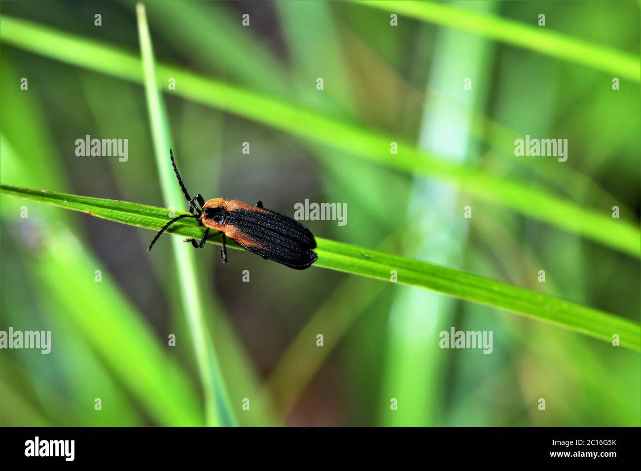 Black soldier beetle hires stock photography and images Alamy