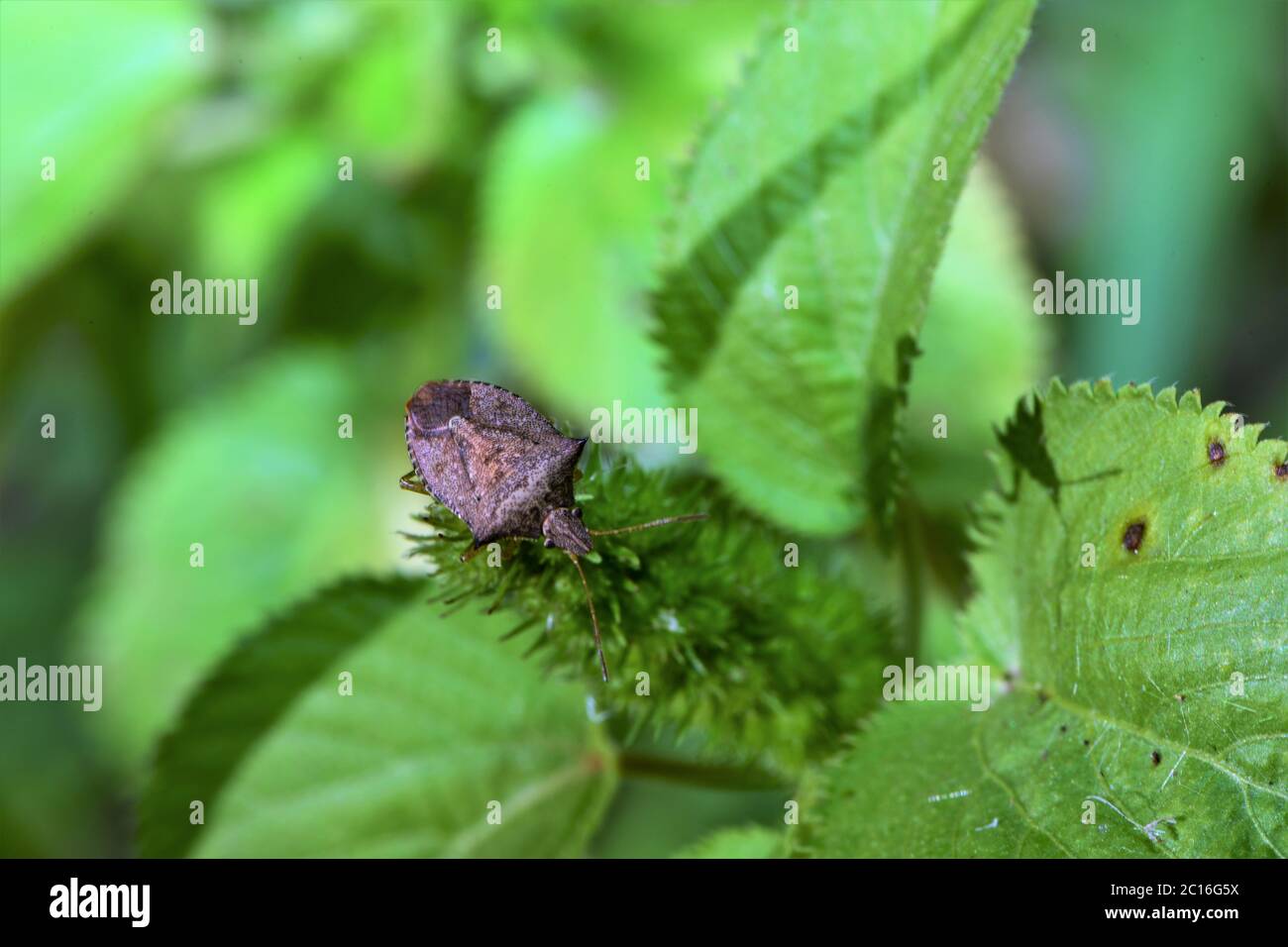 Punkie Insect Stinkbug hi-res stock photography and images - Alamy