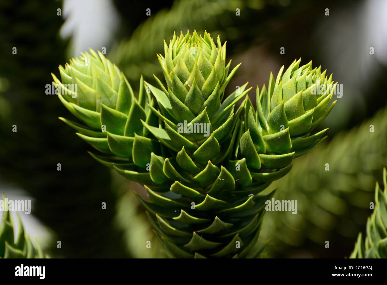 monkey puzzle tree, monkey tail tree, piñonero, pewen or Chilean pine