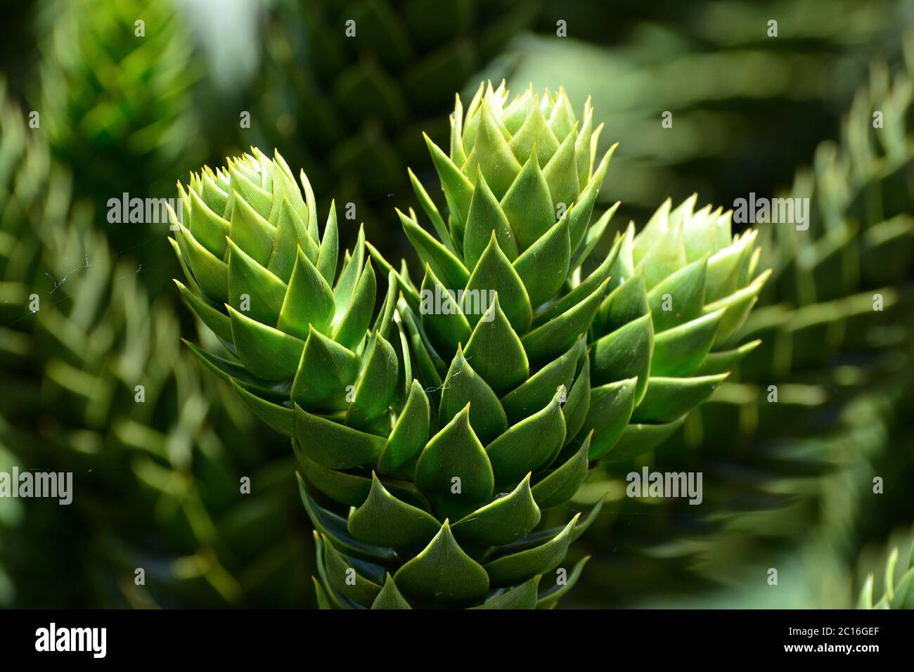 Pinr tree hi-res stock photography and images - Alamy