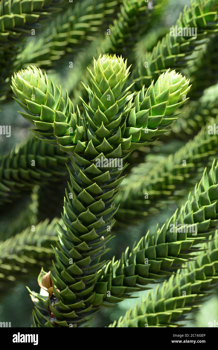 Monkey Puzzle Tree Flower Hi res Stock Photography And Images Alamy