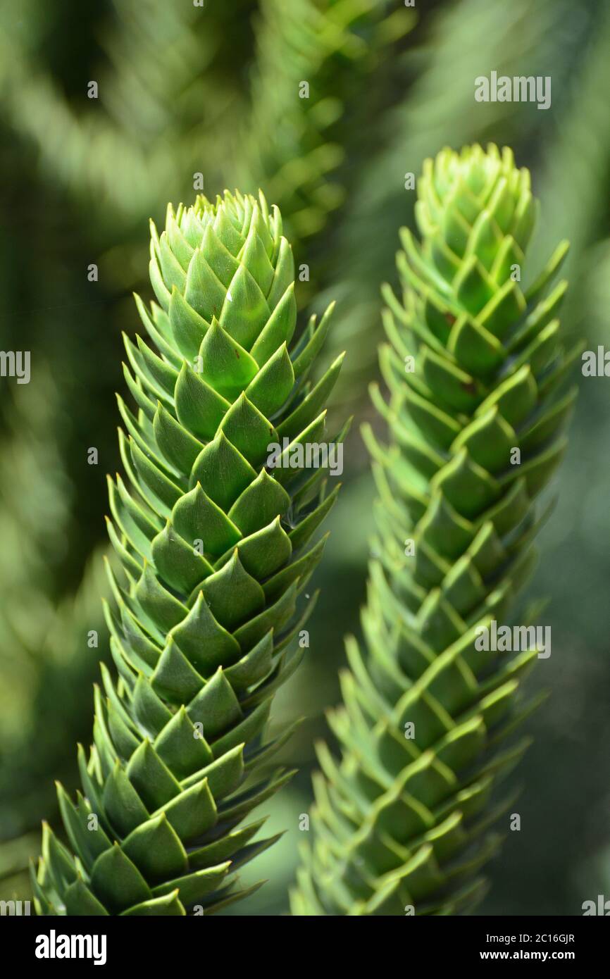 monkey puzzle tree, monkey tail tree, piñonero, pewen or Chilean pine