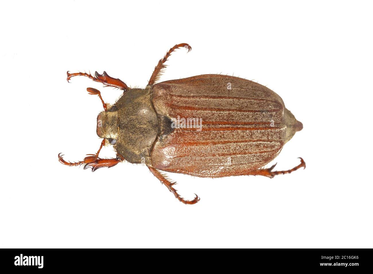 Cockchafer or May bug (Melolontha melolontha) on a white background Stock Photo
