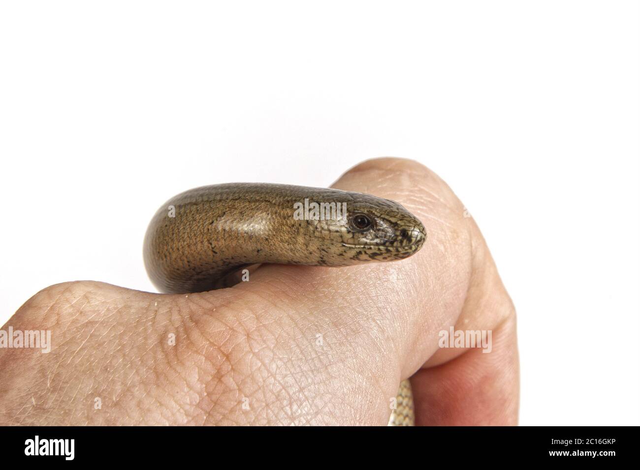 Slow worm (Anguis fragilis) on a white background Stock Photo - Alamy