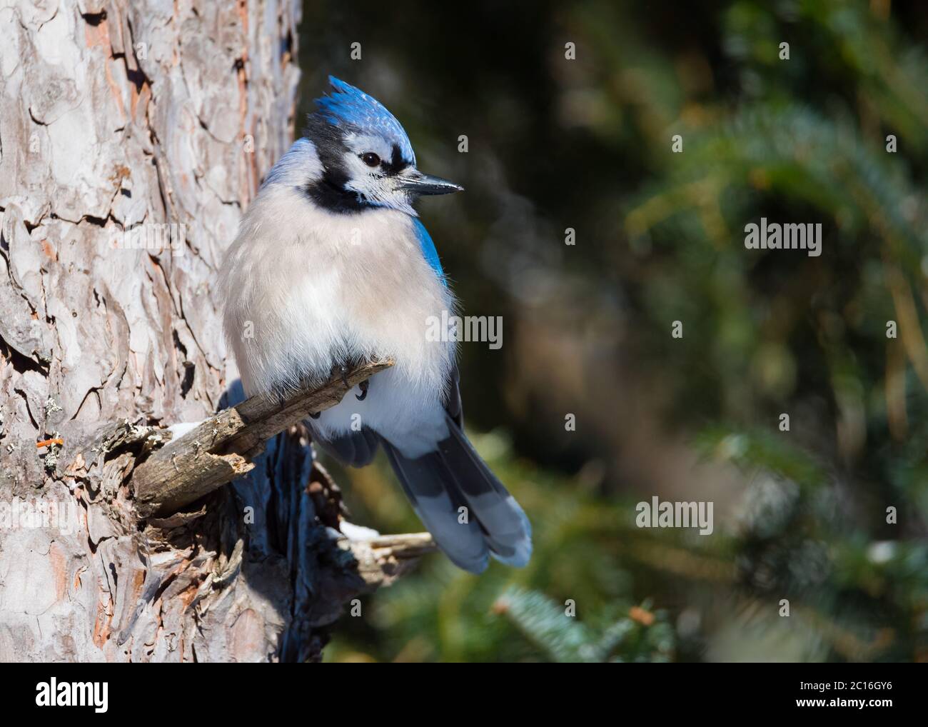 A Blue Jay pauses in a pine tree at Algonquin Provincial Park in Ontario, Canada. Stock Photo