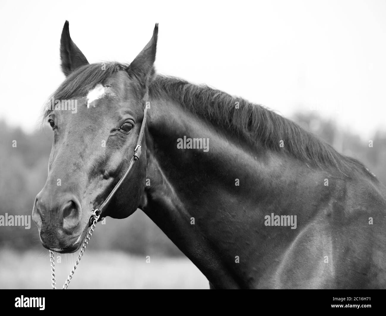 portrait of wonderful Trakehner stallion in B&W Stock Photo