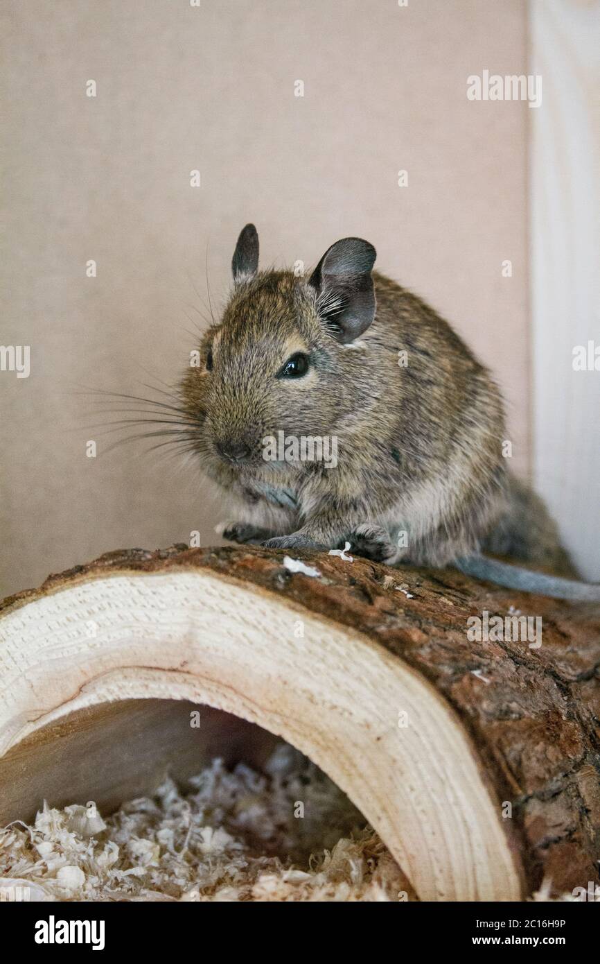 Degu or chilean squirrel sitting on a log in the cage Stock Photo