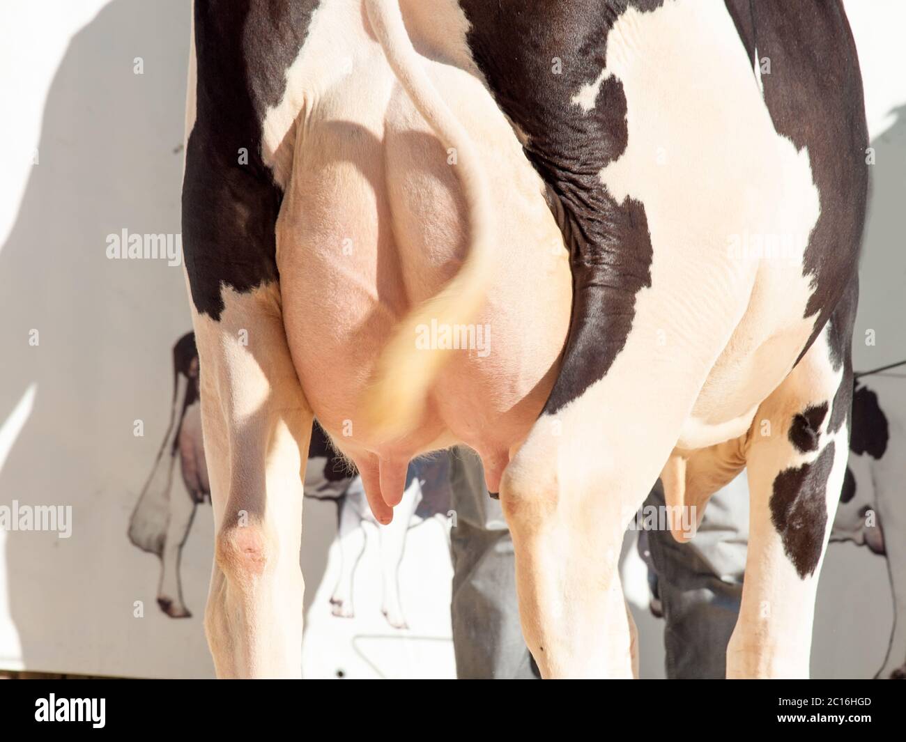 cow udder. outdoor Stock Photo