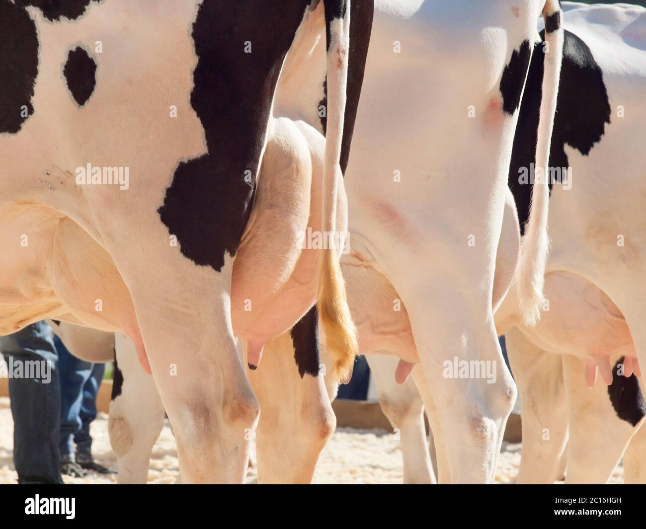 Cow udders hires stock photography and images Alamy