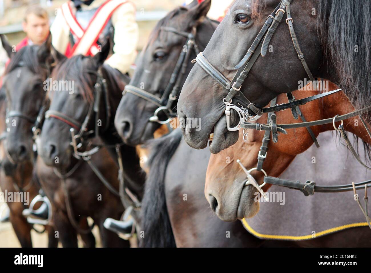 Several horse Equus caballus on a performance at City Day Gatchina Leningrad Region, Russia Stock Photo
