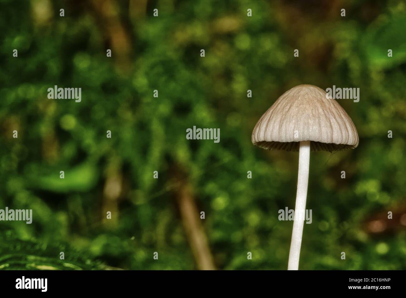 Small mushroom with blurred background Stock Photo