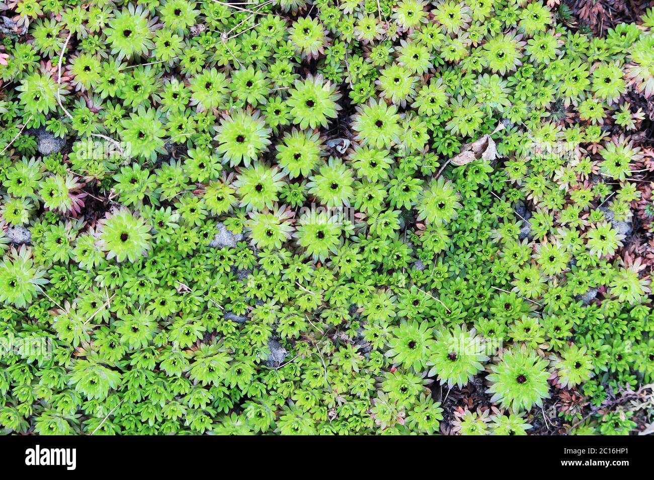 Green grass Arnails saxifrage Saxifraga arendsii in the spring. Stock Photo