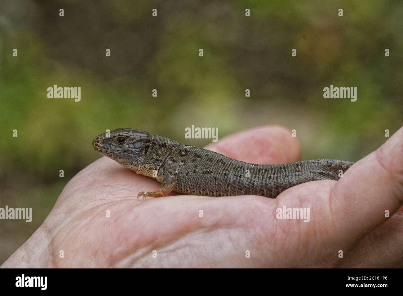 Lizard (Lacerta agilis) on people hand Stock Photo