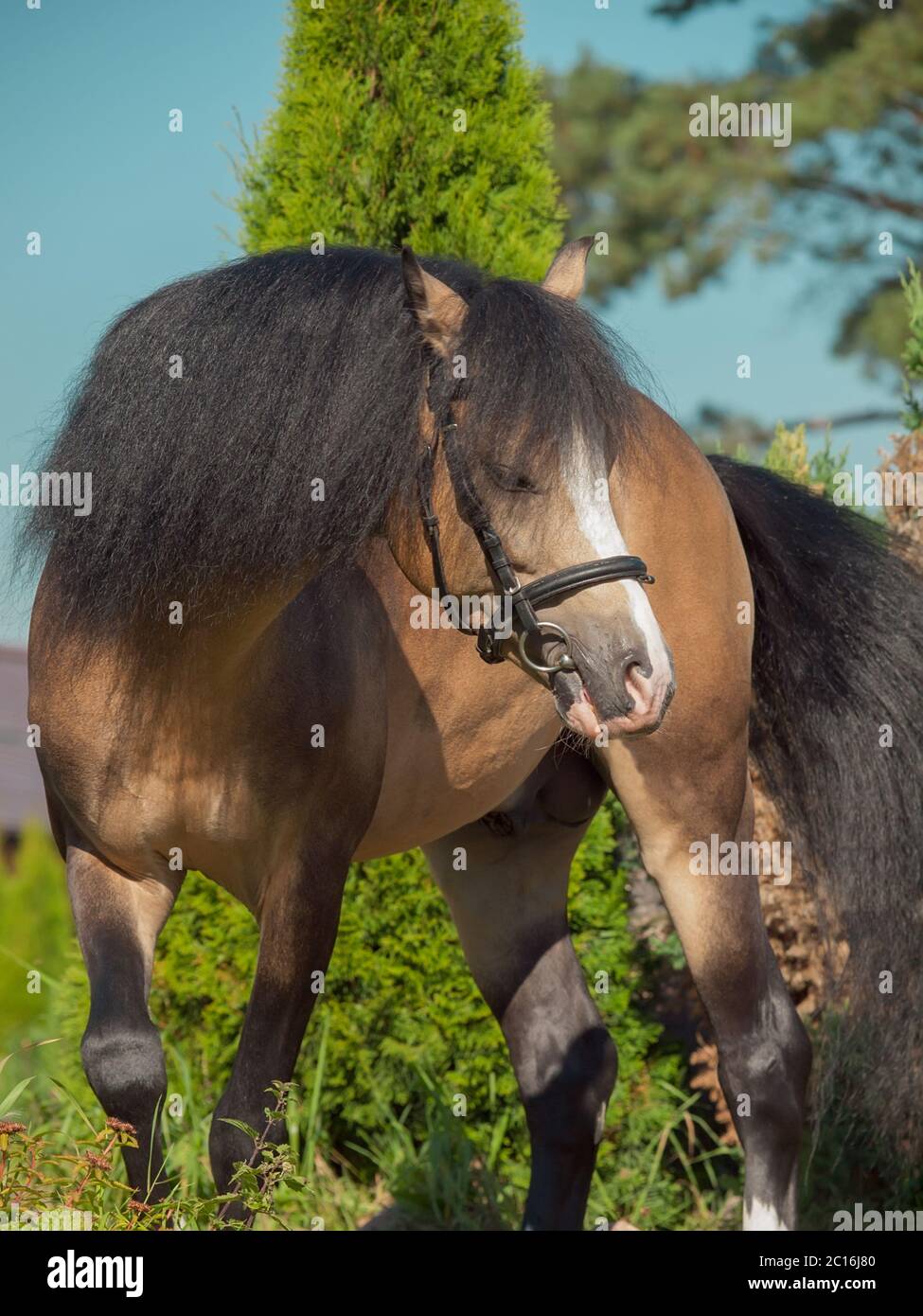buckskin welsh pony in movement Stock Photo - Alamy
